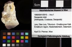 Foto (Objket + Etiketten) von Decapoda indet. 